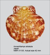 Annachlamys striatula